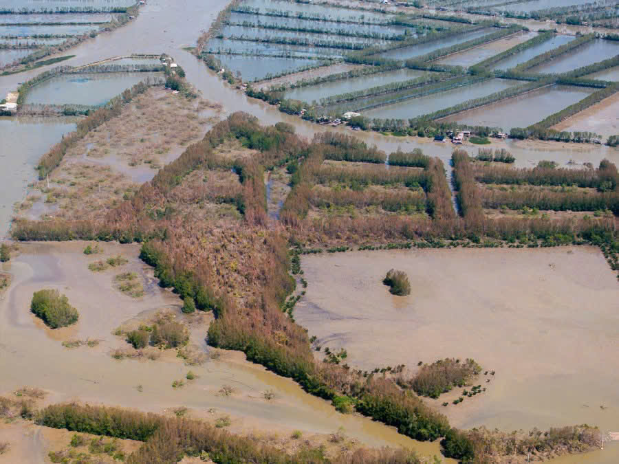 Khu sinh thái Cồn chim - đầm Thị Nại xơ xác sau bão số 13