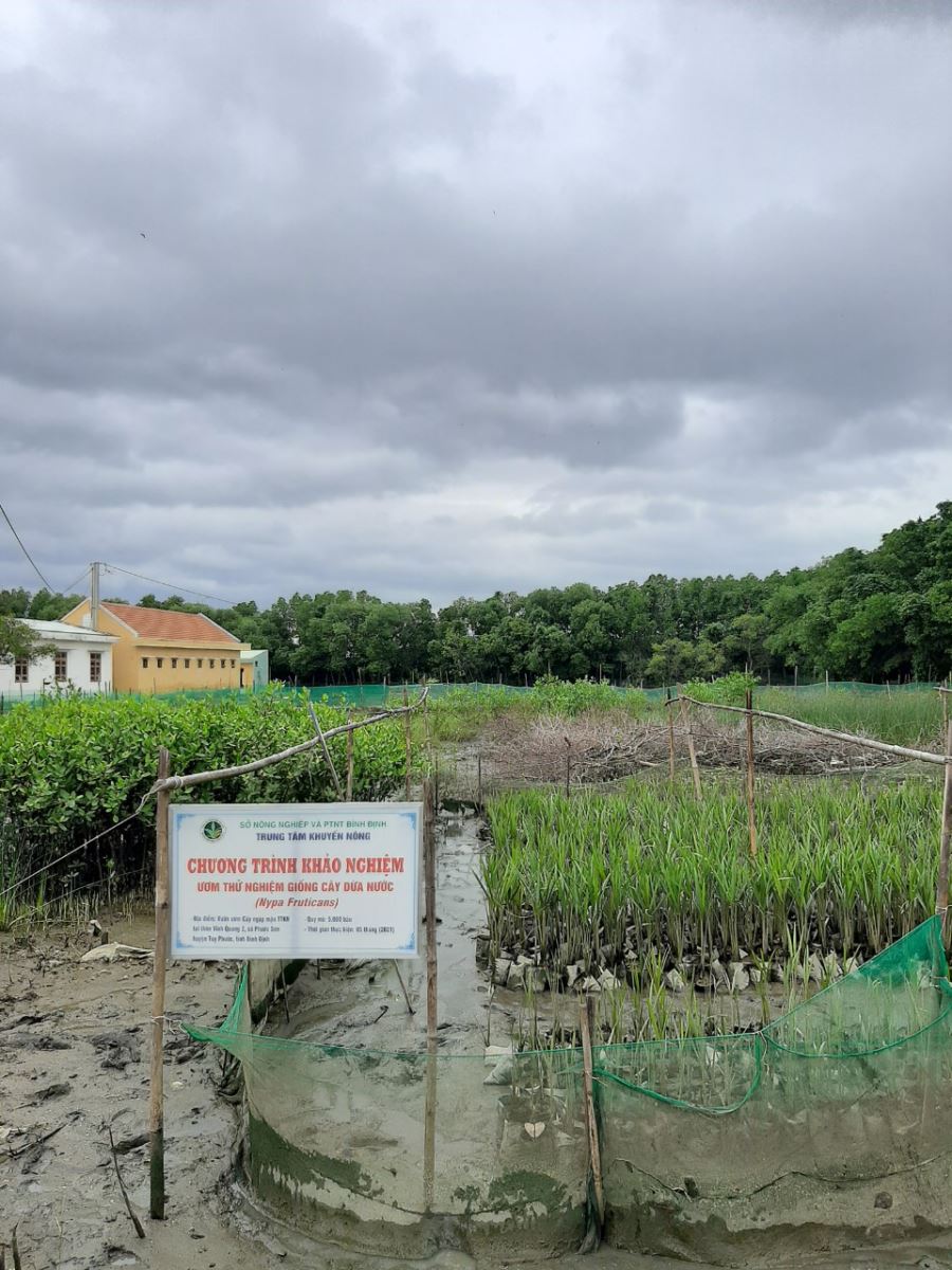 Khảo nghiệm cây dừa nước