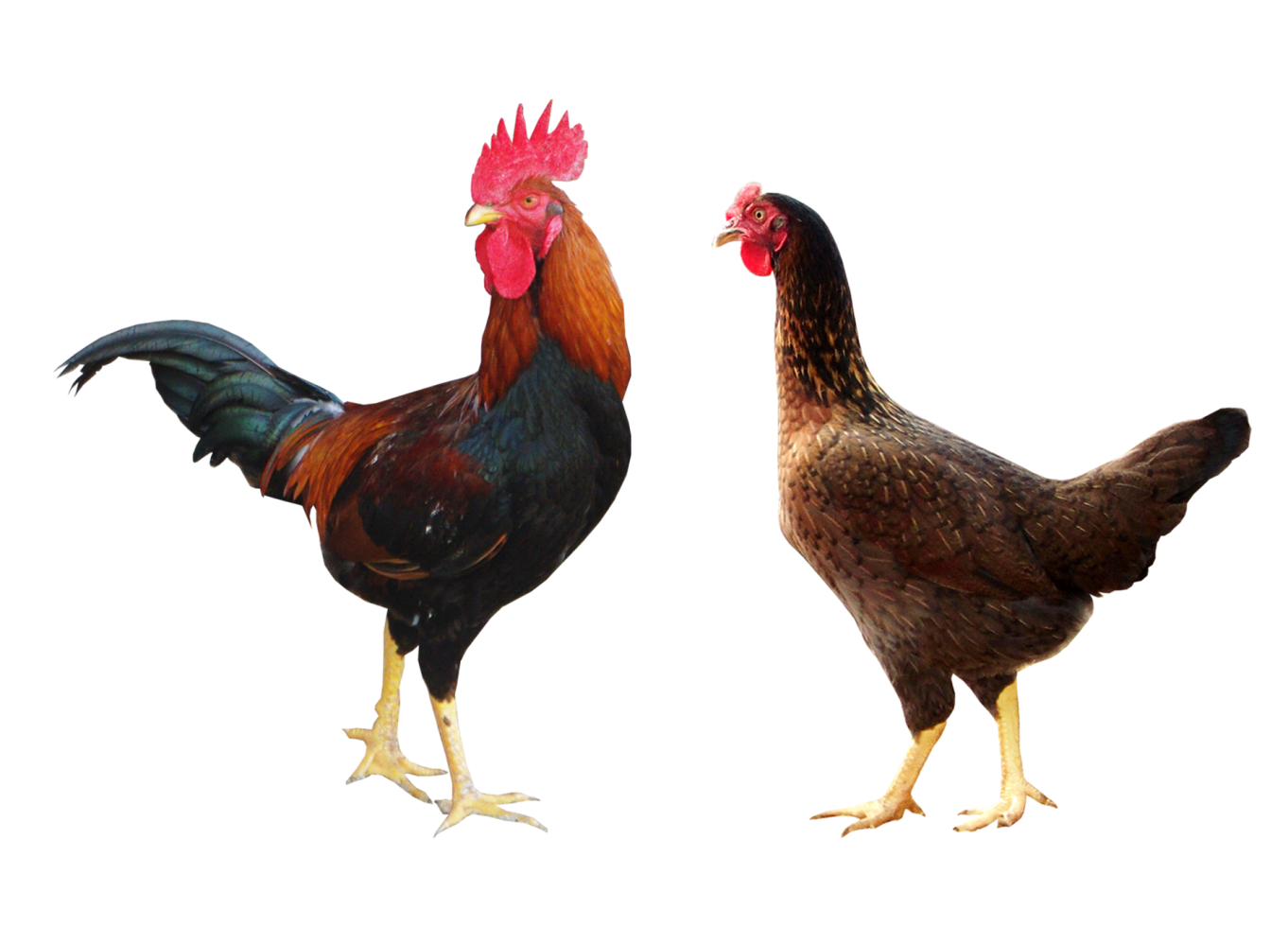 Gà ta giống dòng CK1-BĐ