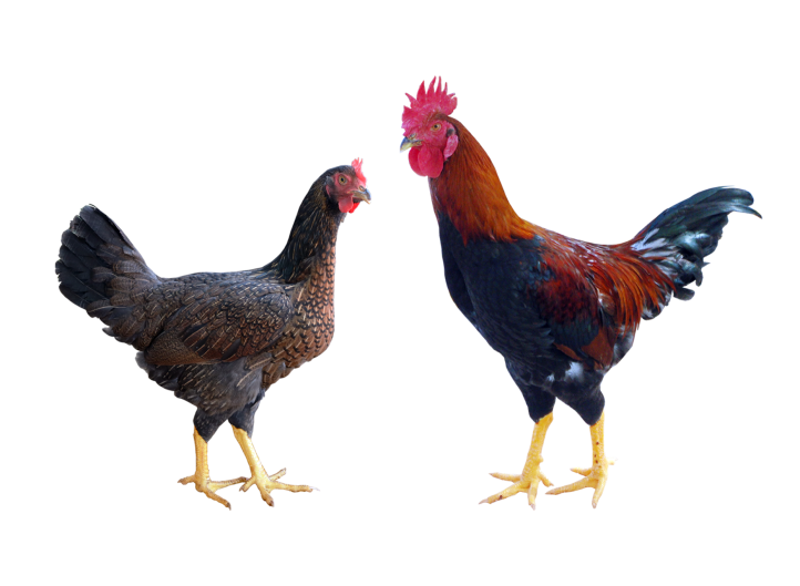 Gà ta giống dòng CK2-BĐ