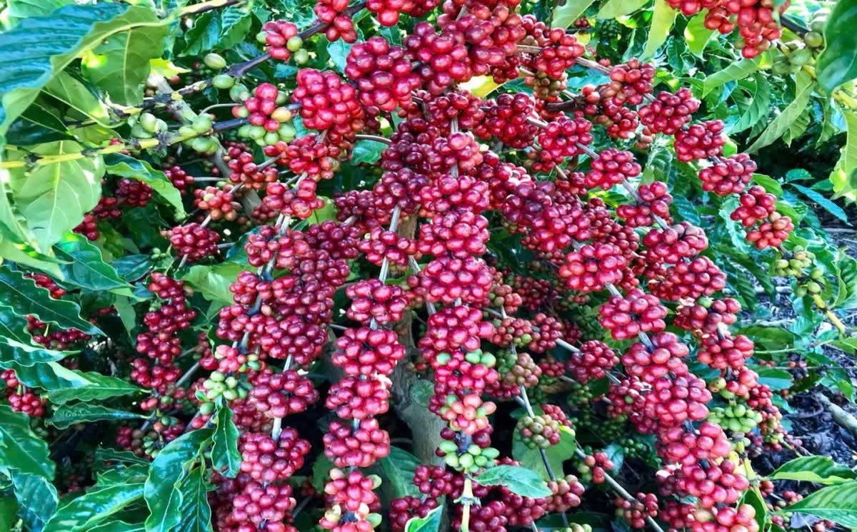 Giá cà phê tăng thêm 600 đồng/kg, hồ tiêu đạt 141.000 đồng/kg