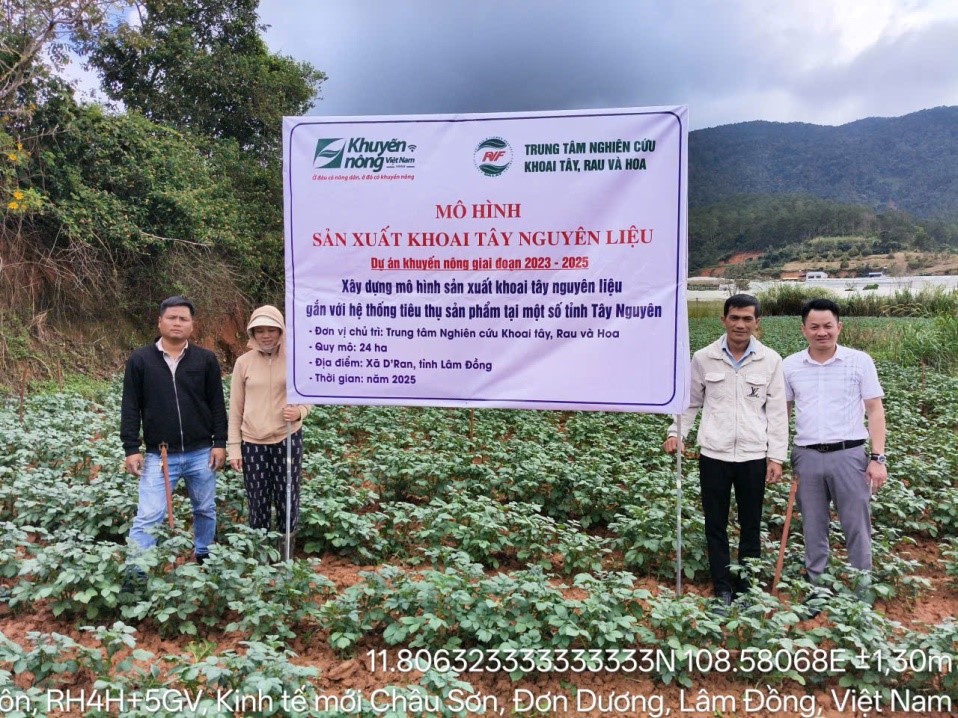 Mô hình sản xuất khoai tây nguyên liệu mang lại hiệu quả cao tại vùng Tây Nguyên