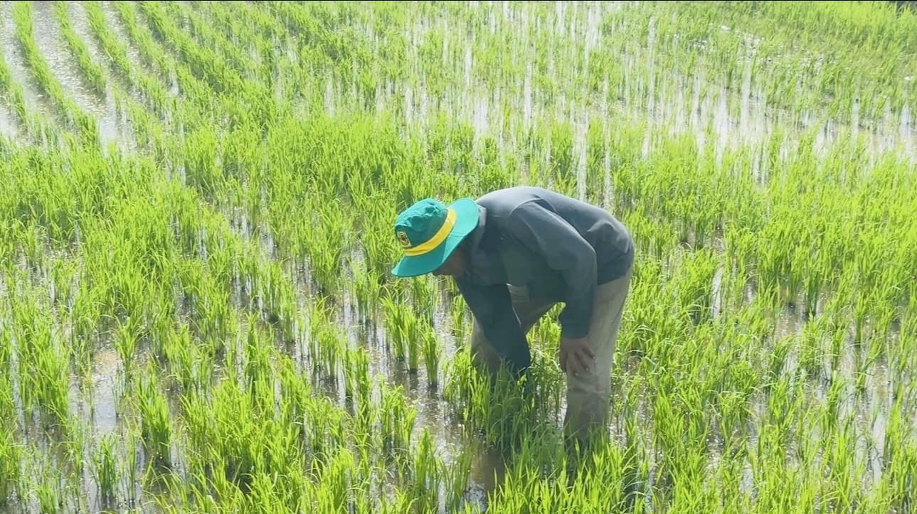 Hiệu quả bước đầu từ mô hình sạ cụm kết hợp vùi phân trên cây lúa