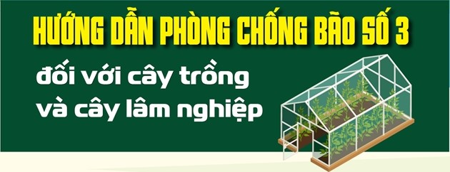 Hướng dẫn phòng chống bão đối với cây trồng và cây lâm nghiệp