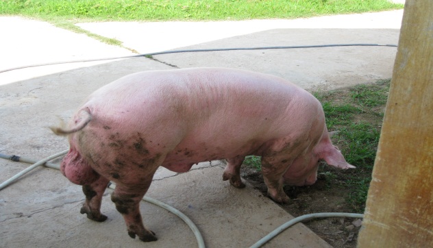 Lợn đực phối giống trực tiếp giống Yorshire