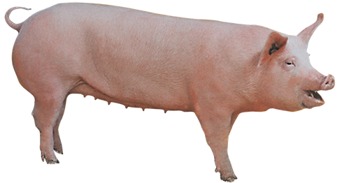 Lợn cái hậu bị giống Yorshire