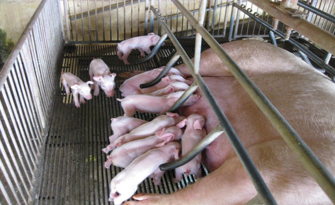 Lợn nái sinh sản giống Landrace