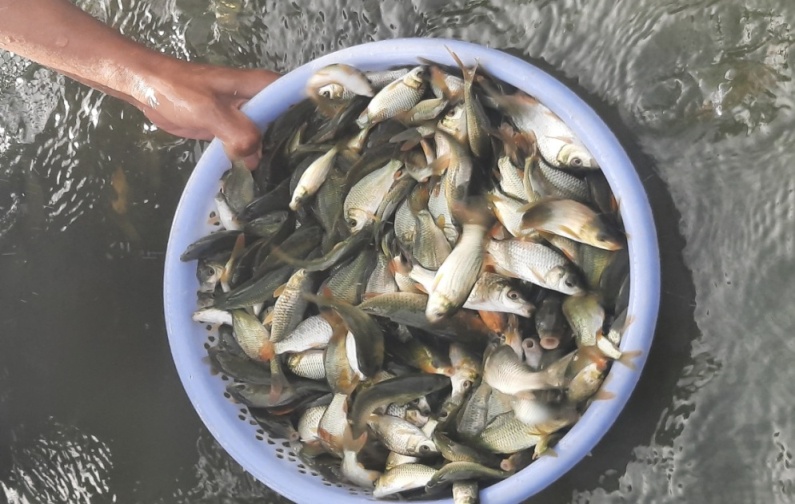 Cá Chép (Carpio.ssp)