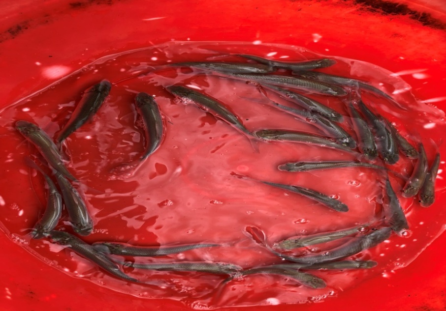 Cá Trôi (L. rohita)