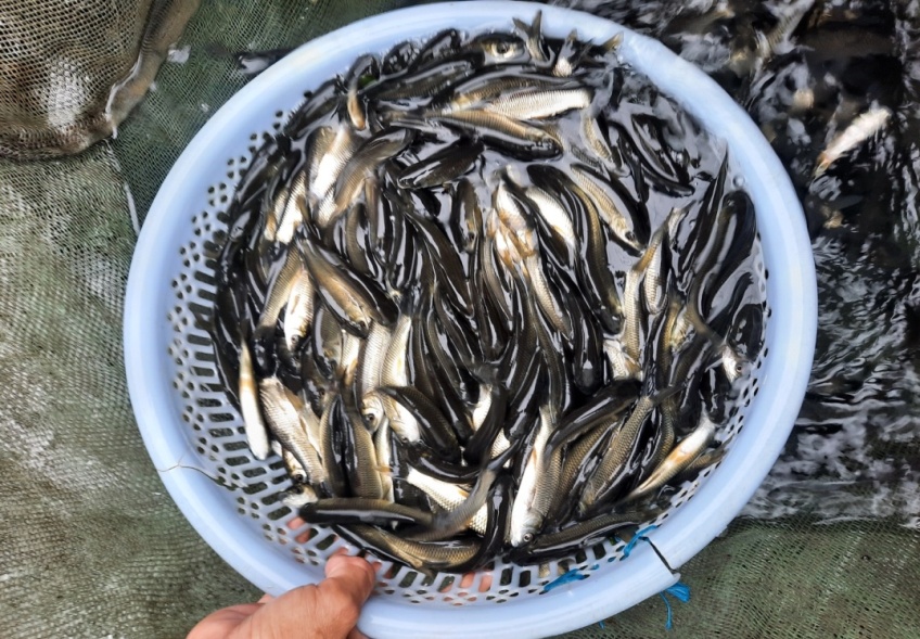 Cá Trắm (C. idella)