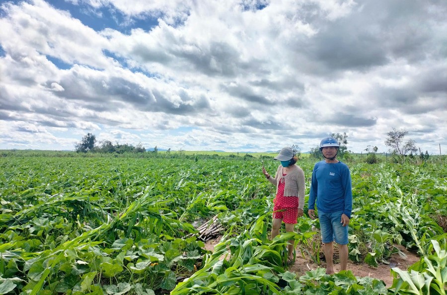 Khuyến nông Gia Lai - Hơn 11.800 ha cây trồng ở Gia Lai bị thiệt hại do bão Kalmaegi